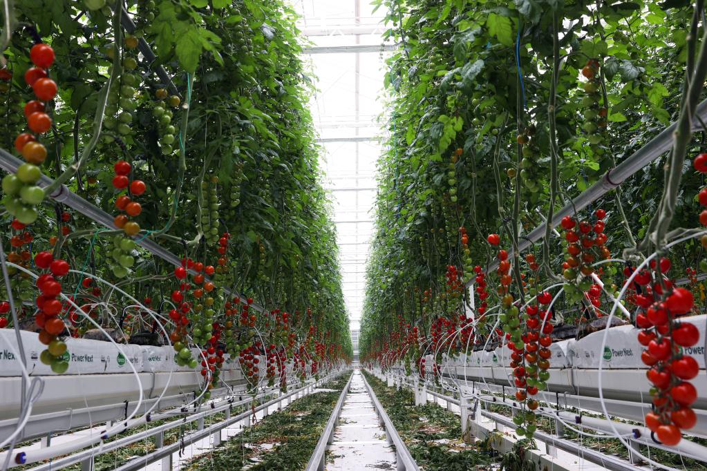 在京津冀地区单体最大智能温室感受现代农业