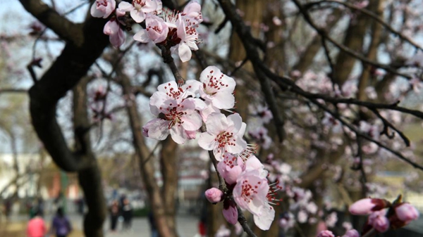 北京：山桃花盛开玉渊潭