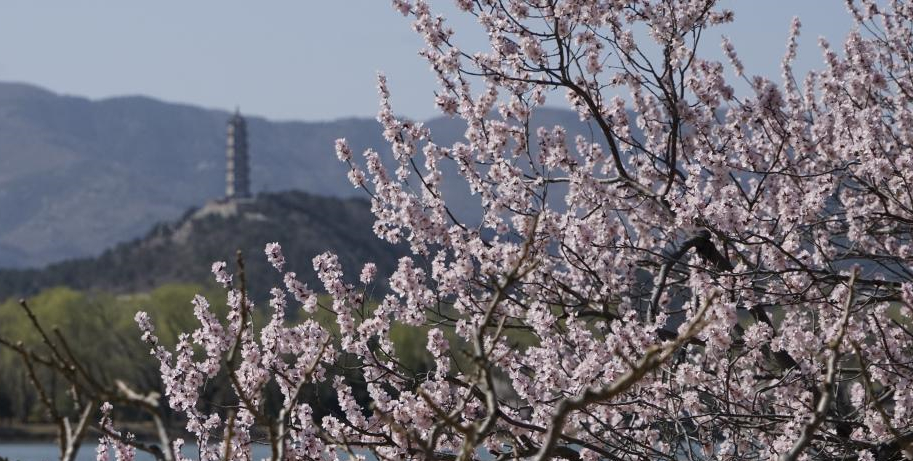 桃花绽放颐和园