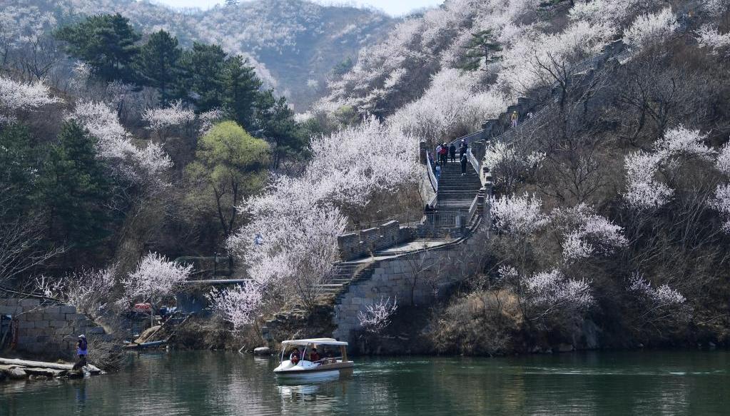 壮美山河 看长城花开